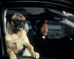 Frank The Pug Sings THIS Song In “Men In Black 2”, And It’s Hilarious!