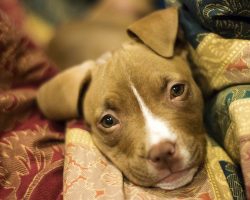 12 Realities New Pit Bull Owners Must Accept