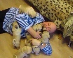 Russian Man Experiences Moment of Pure Joy via Pug Puppy Dog Pile