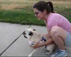 Pug Makes A Mad Dash Like A Rocket… SCREAMING!!