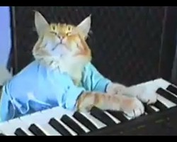 The Keyboard Cat