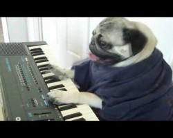 The Keyboard Dog