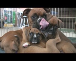 These Boxer Puppies Are Too Cute! Watch What Happens At 3:24…