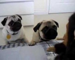 Pugs Encounter Stuffed Animal Monkeys. Their Reaction Is Hilarious!!