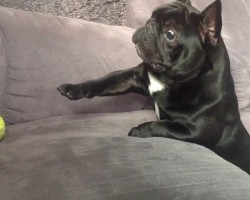 This French Bulldog Can’t Reach His Tennis Ball And It’s So Adorable