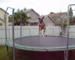 Boxer Jumps Up And Down On Trampoline Like There’s No Tomorrow!