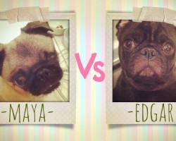 Two Adorable Pugs Confront Each Other To Determine Who The Master Is. SO CUTE & FUNNY!