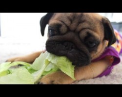 Warning: This Video Of A Pug Eating Lettuce Will Paralyze You With Cuteness