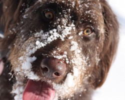 Why Dogs Make the Best Companions on a Snowy Day