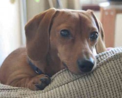 20 Things All Dachshund Owners Must Never Forget