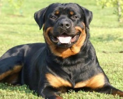 20 Things All Rottweiler Owners Must Never Forget