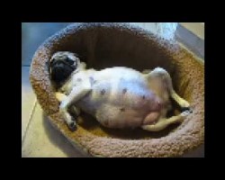 A Beautiful Pug Birth Story. So Precious.