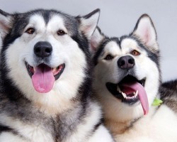 15 Signs That Indicate You’re A Crazy Husky Person… And Are Damn Proud of It!