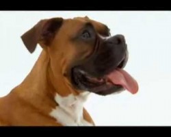 Boxer Dog Facts: The Good, The Bad, The Ugly