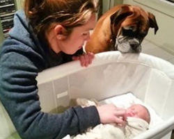 Beautiful Boxers Meet Beautiful Newborn Baby