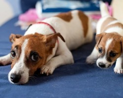 20 Things All Jack Russell Owners Must Never Forget