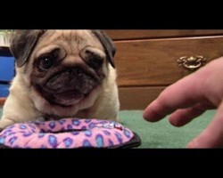 Cute Pug Defends Her New Toy