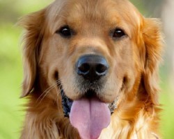 15 Signs That Indicate You’re A Crazy Golden Retriever Person… And Are Damn Proud of It!