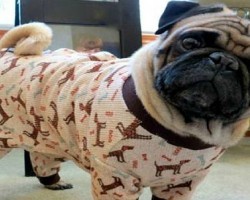 15 Signs That Indicate You’re A Crazy Pug Person… And Are Damn Proud of It!