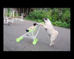 Jenny The Pug Puppy Pushes Baby Stroller and Skateboards