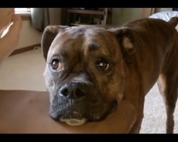 Lexi The Boxer Loves To Play. But When She Doesn’t Get Attention, This Is What Happens…