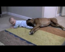 Linus the Boxer Loves His Baby