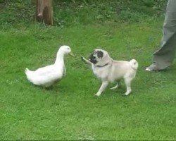 Pug vs Duck