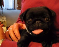 Adorable Pug Puppy Shows Tongue On Demand, And It’s The Cutest Thing Ever!
