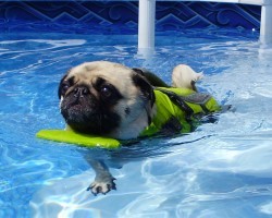 After Almost Losing His Rear Leg, This Rescued Pug Returns To Active Life Through Swimming!