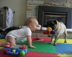 The Eternal Struggle For Control Of Dog Toy Between A Pug And A Baby Is Hilarious!