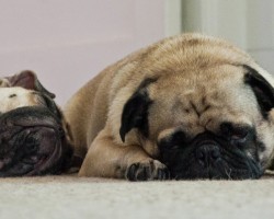 Pugs Snoring Will Make Smile, Guaranteed!