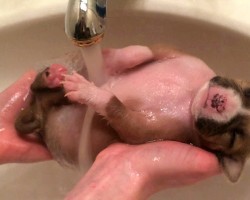 Rescued Pup Enjoys Bath Time