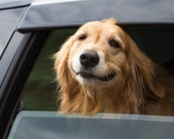 20 Things All Golden Retriever Owners Must Never Forget