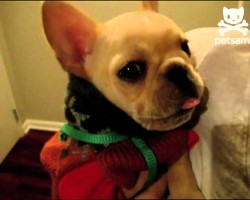 Talking Frenchie Pup Says “I Love You”