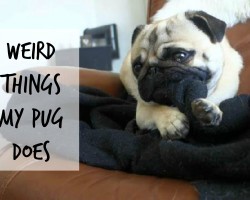 Weird Things Pugs Do