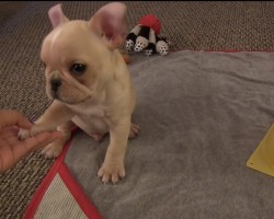 What Can A Puppy Learn In 4 Days? This Frenchie Pup Will Melt Your Heart.