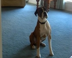 When Offered To Go For A Walk, This Boxer Does THIS To Show His Excitement, and it’s HILARIOUS!