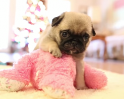 Pug Puppy Meets Stuffed Animal. My Heart Just Melted! I’m In Love!!