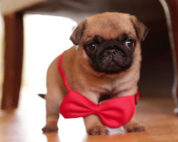 Pug Puppy Wearing a Bowtie like a Gentleman Will Make Your Day!