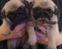 These Adorable Pug Puppies With Mustaches Will Generate Many Smiles!!