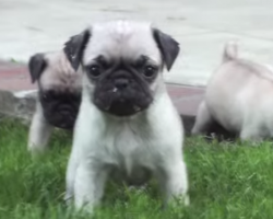These Newborn Pug Puppies Testing Out Their First Steps Outdoors Will Make You Cry Of Cuteness!