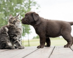 Cats’ First Encounter With Puppies Is The Cutest Thing Ever!!