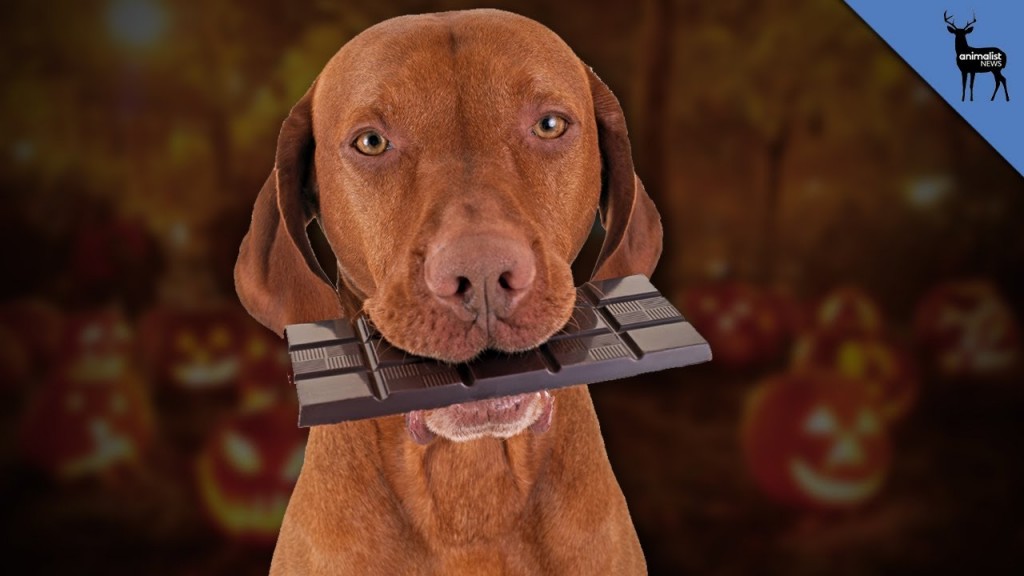 Chocolate Can Kill Your Dog. Here's WHY And What To Do If Your Dog Ever