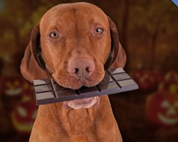 Chocolate Can Kill Your Dog. Here’s WHY And What To Do If Your Dog Ever Eats It.