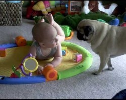 Clever Pug, Darling Baby. Their Adorable Interaction Will Make You Happy!