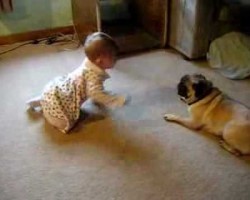 Cute Baby! Funny Pug! Two Peas In A Pod! So Precious :)