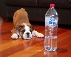 Bulldog Puppy Doesn’t Appreciate This Bottle Of Water. His Reaction Is Too Cute!