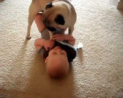 Pug Knows How To Entertain A Baby! This Is The Best Belly Laughs EVER!