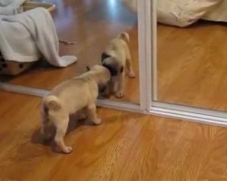 Pug Puppy Discovers Himself In The Mirror. His Reaction Is Priceless!