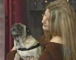 Pug Says I Love You! OMG!!! I Ruuuv You Toooo :)